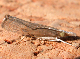 Bluegrass Webworm